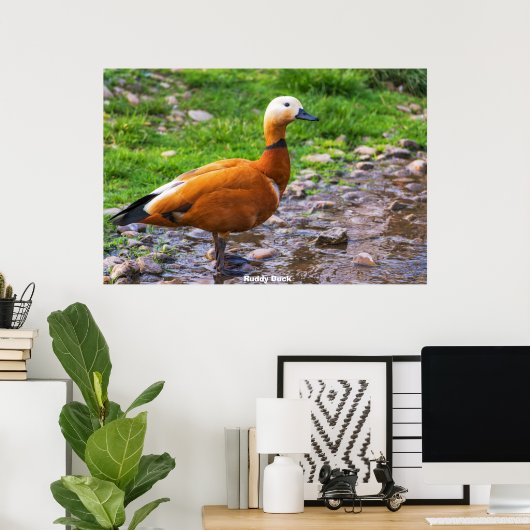 ラディ・ダック ポスター (ホームオフィス)