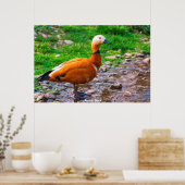 ラディ・ダック ポスター (キッチン)