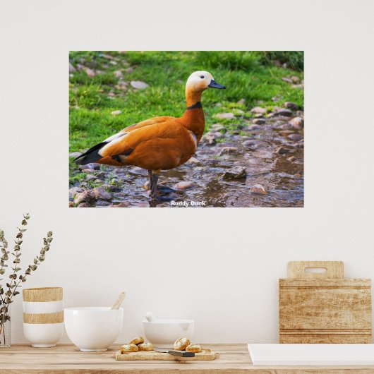 ラディ・ダック ポスター (キッチン)