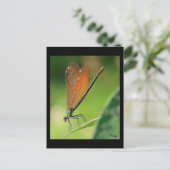 ラデモワゼル ポストカード (スタンド正面)