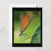 ラデモワゼル ポストカード (正面/裏面)