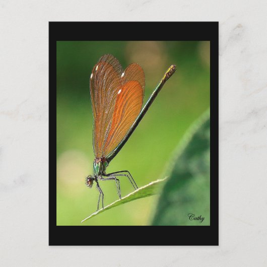 ラデモワゼル ポストカード (正面)