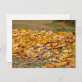 ラトビア葉のカエデの木の花。 シーズンポストカード (正面/裏面)