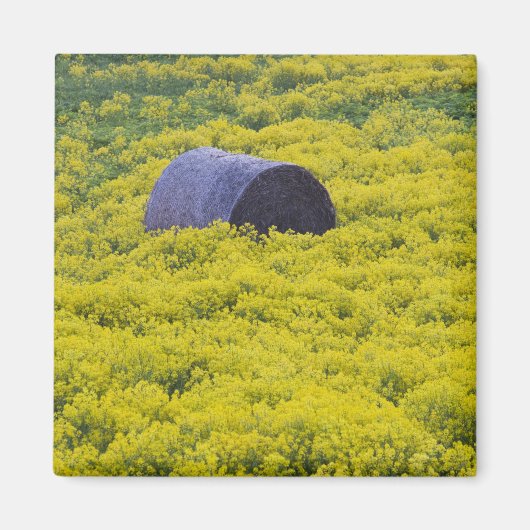 ラトビア,ラトビア北東部,ヴィゼメ地方,2 マグネット (正面)