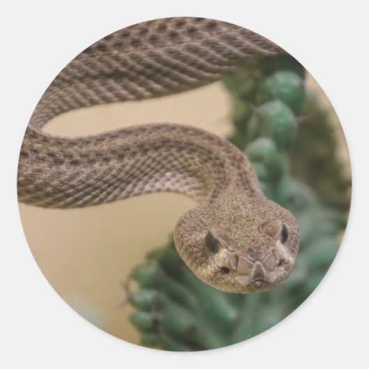 ラトルスナック ラウンドシール (正面)