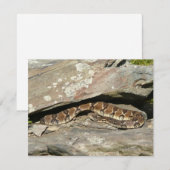 ラトルズナケatシェナンドア国立公園 (正面/裏面)