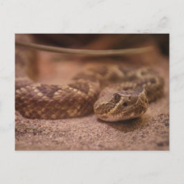 ラトル ポストカード