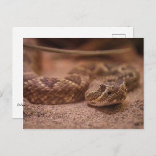 ラトル ポストカード (正面/裏面)