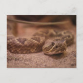 ラトル ポストカード (正面)