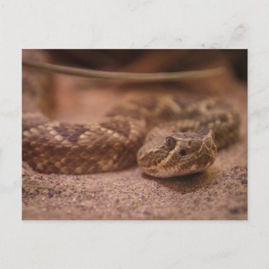 ラトル ポストカード (正面)