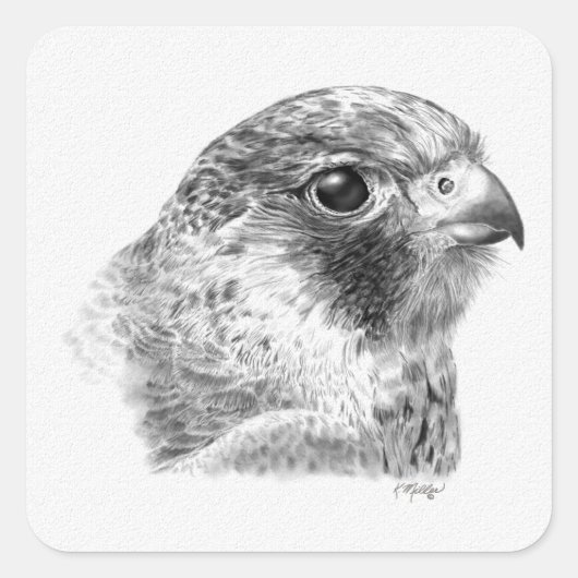 ラナー《鳥》ハヤブサスケッチ スクエアシール (正面)