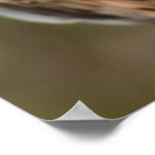 ラナー《鳥》ハヤブサ ポスター (角)