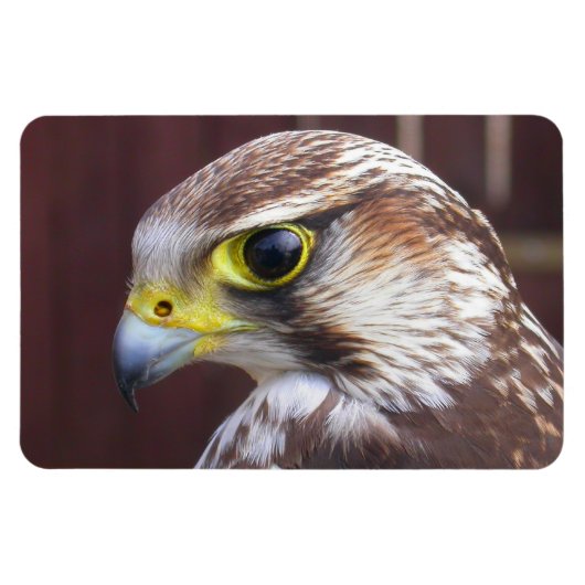 ラナー《鳥》ハヤブサ マグネット (横)