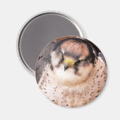 ラナー《鳥》ハヤブサ マグネット (正面/裏面)