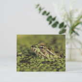 ラナ・ベルランディーリのリオ・グランデ・レオパード・カエル。 ポストカード (スタンド正面)