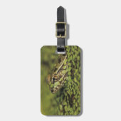 ラナ・ベルランディーリのリオ・グランデ・レオパード・カエル。 ラゲッジタグ (正面縦)