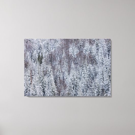 ラニエ山国立公園の雪の森 キャンバスプリント (正面)