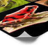 ラニトメヤ属のポイズンダーツカエルの種 ポスター (角)