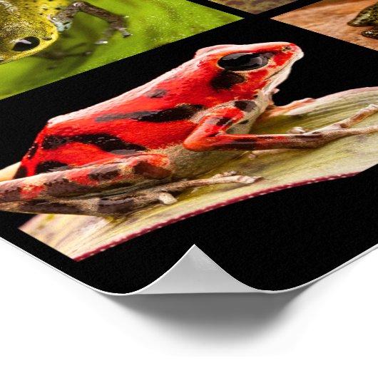 ラニトメヤ属のポイズンダーツカエルの種 ポスター (角)