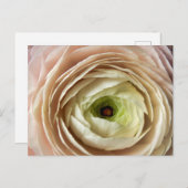 ラヌンキュラス花 ポストカード (正面/裏面)