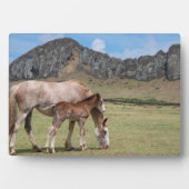 ラノ・ララクの火山のクレーターのマーレと子馬 フォトプラーク (正面)