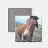 ラバのジョージー マグネット (正面/裏面)