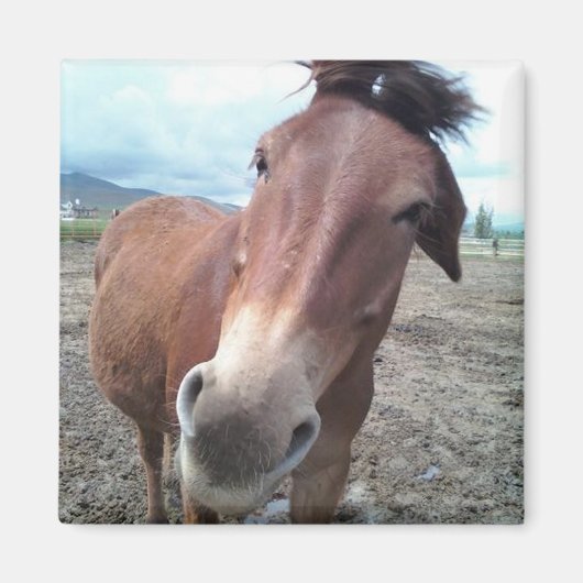 ラバのジョージー マグネット (正面)