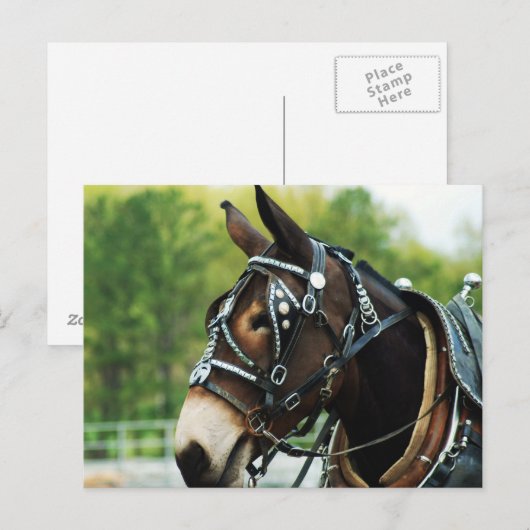 ラバの頭部 ポストカード (正面/裏面)