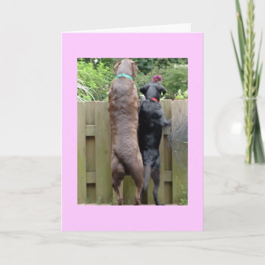 ラバラドール犬カード カード (正面)