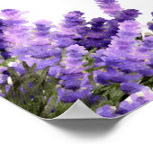 ラバンダy sus spelious en espainol ポスター (角)