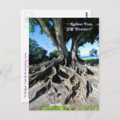 ラバーツリーカーブルーツフォートマイヤーズ葉書 ポストカード (正面/裏面)