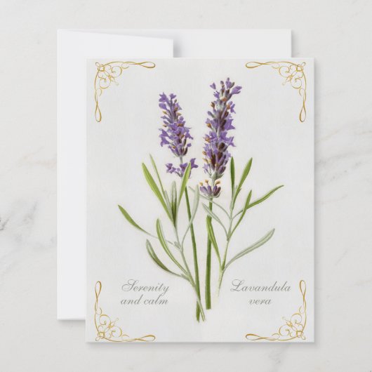 ラバ絵を描ンドゥラヴェラセレニティアンドカム (正面)