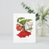 ラパジェリア・ロシー（チリラベルフラワー） ポストカード (スタンド正面)