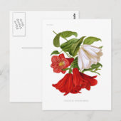 ラパジェリア・ロシー（チリラベルフラワー） ポストカード (正面/裏面)