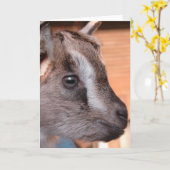 ラビットザボトルヤギ カード (黄色い花)