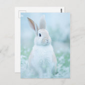 ラビットポートレート096 ポストカード (正面/裏面)