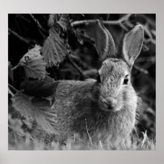 ラビットモノ ポスター