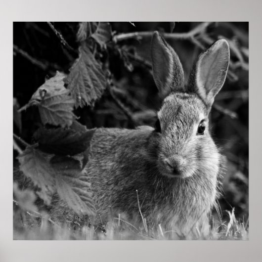 ラビットモノ ポスター (正面)