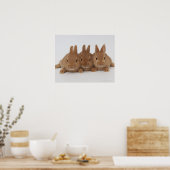 ラビット。オランダ小人。 ポスター (キッチン)