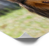 ラフなコートトリコラーコリードッグ ポスター (角)