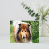 ラフコリー犬の恋への動き ポストカード (スタンド正面)