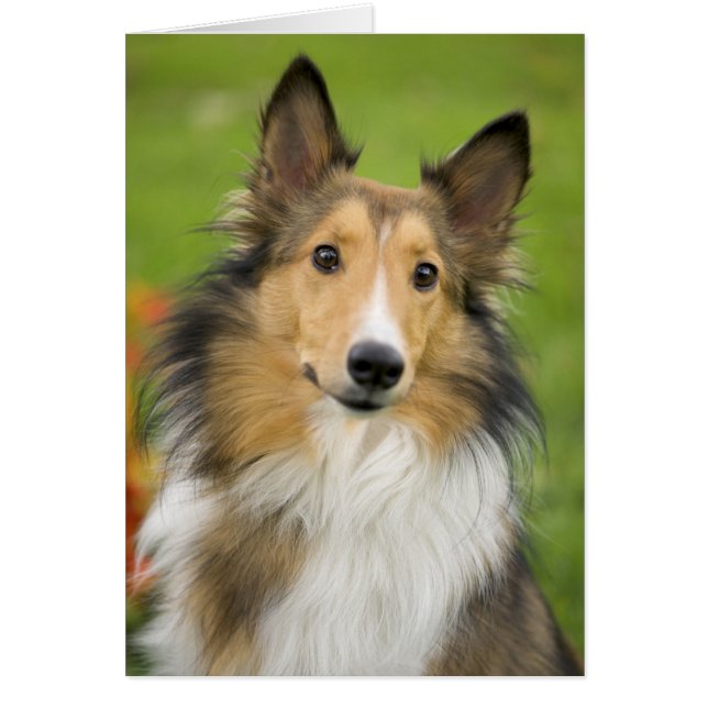 ラフコリー, 犬 (正面)