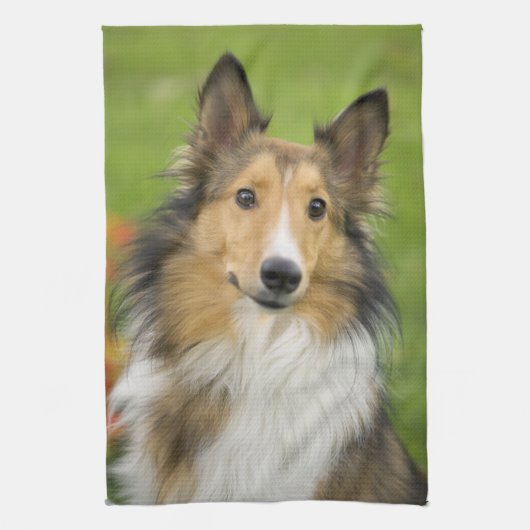 ラフコリー, 犬 キッチンタオル (縦)