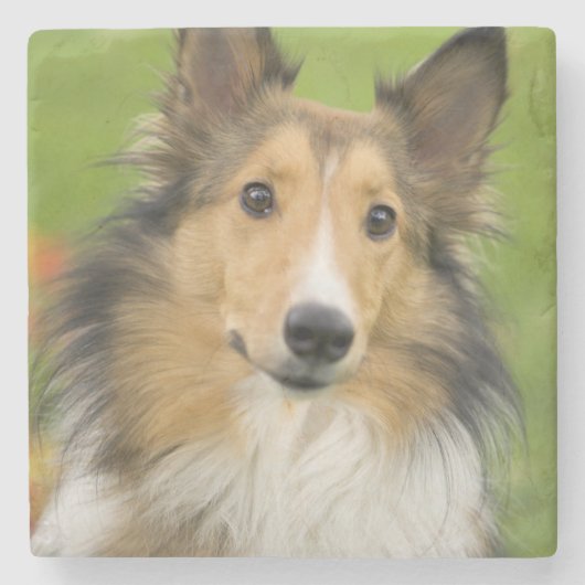 ラフコリー, 犬 ストーンコースター (正面)