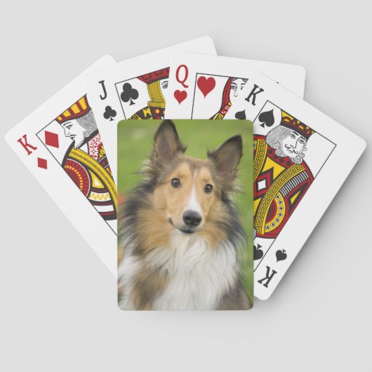 ラフコリー, 犬 トランプ (裏面)