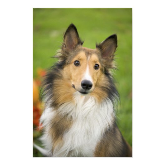 ラフコリー, 犬 フォトプリント            (正面)