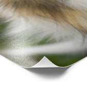 ラフコリー, 犬 フォトプリント            (角)