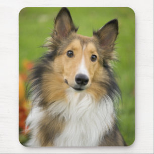 ラフコリー, 犬 マウスパッド