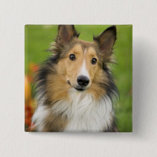 ラフコリー, 犬 缶バッジ (正面)