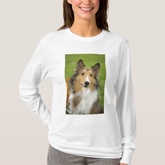ラフコリー, 犬 Tシャツ (正面)